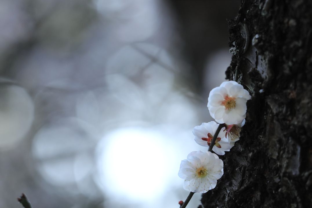 k_k6d's tweet photo. 昨日再び、芳賀天満宮を訪れた。撮影した梅の写真を。
300mmの画角で絞りf8で寄りで背景を暈して横位置撮影。美しい梅の花でした。
EOS6DMark2EF70~ 300mmf4∼5.6ISUSMⅡの組合せ。
300mm、f8、1/200秒で撮影。
#天満宮 #梅の写真 #花の写真 #風景写真 #ネイチャー #300mm https://t.co/W2VJqCj1Wk