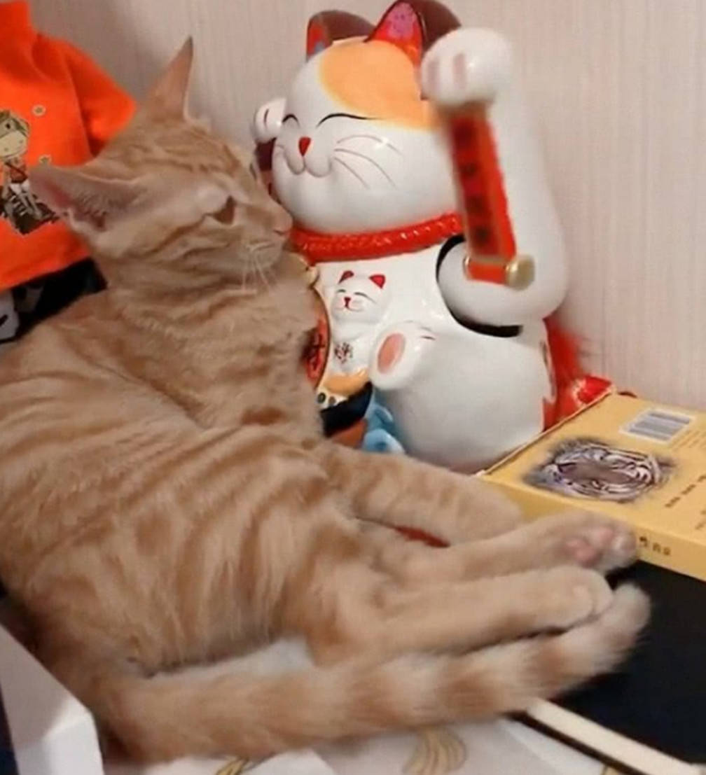 Amilcar Cano tweet media