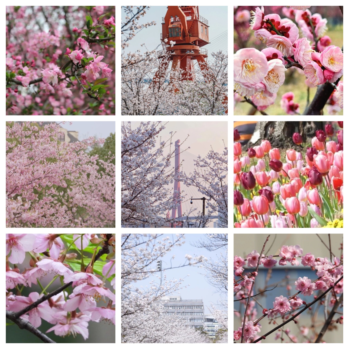 SHYangpu's tweet image. 🌿#Spring Equinox is today, and #Yangpu is in full bloom! Step outside, find your #coloroftheday, and capture the season's stunning scenery. 📸 #colorwalk