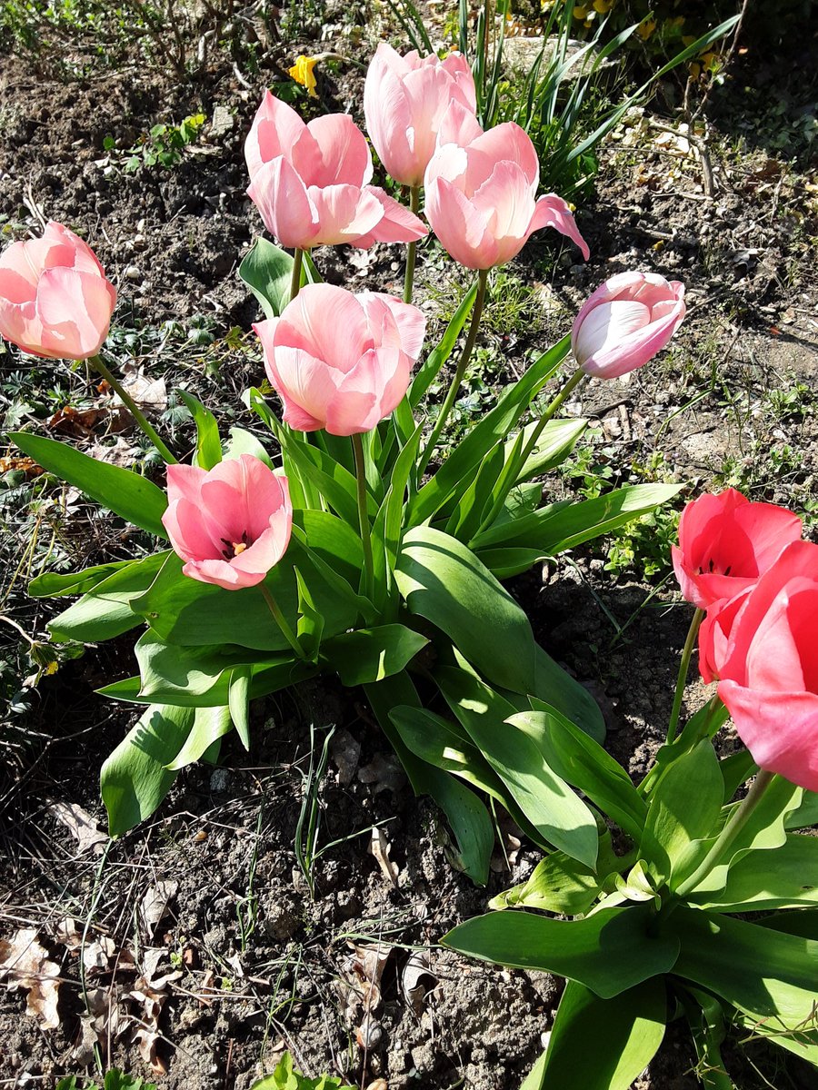 Bernard FRIGOUL tweet media