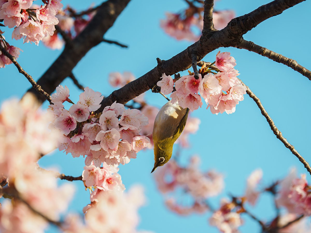 メジロー
OM-5 Mark II
M.ZUIKO DIGITAL ED 40-150mm F4.0 PRO