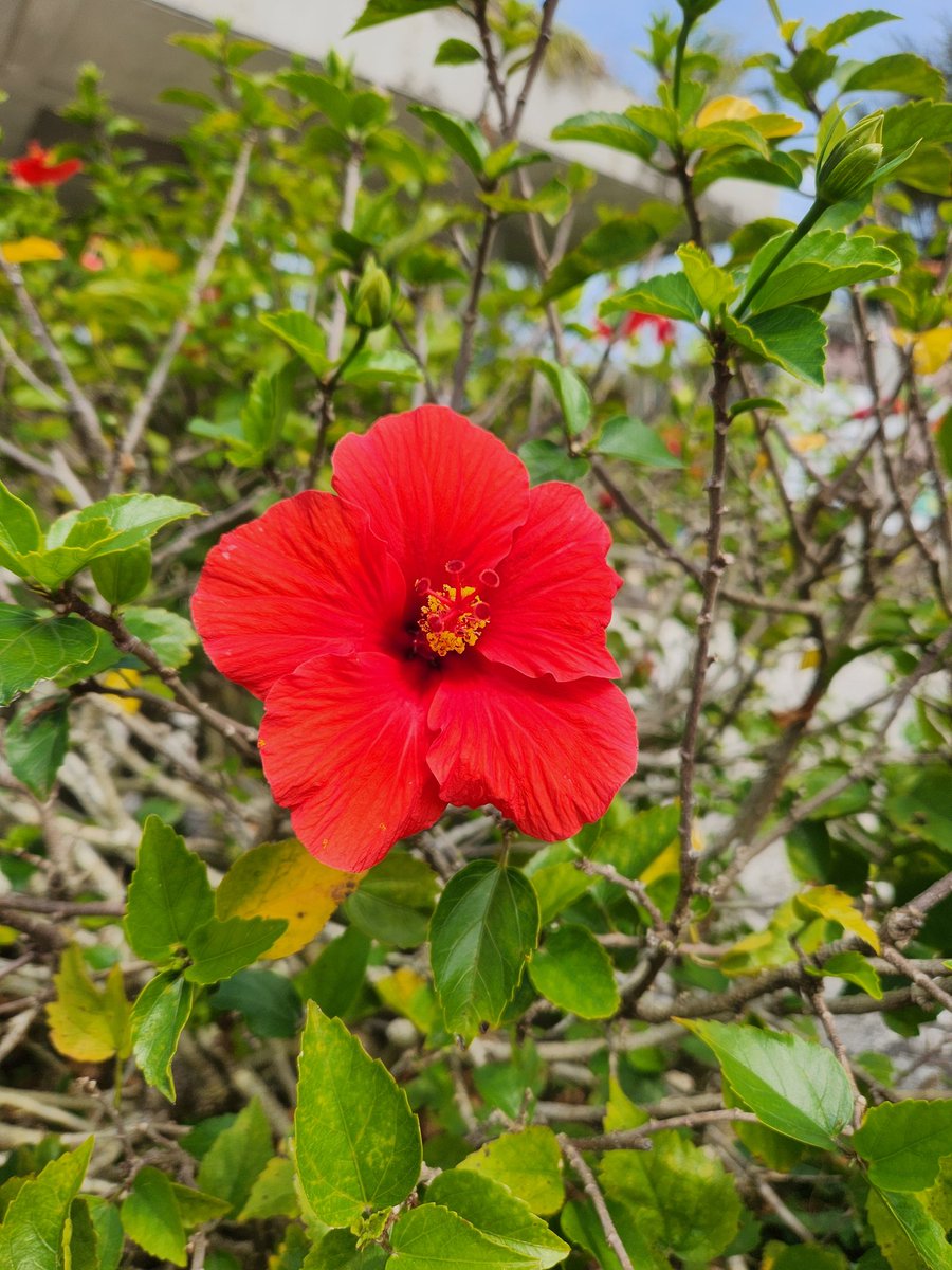 ぬい連れてくるの忘れたから合成で失礼。