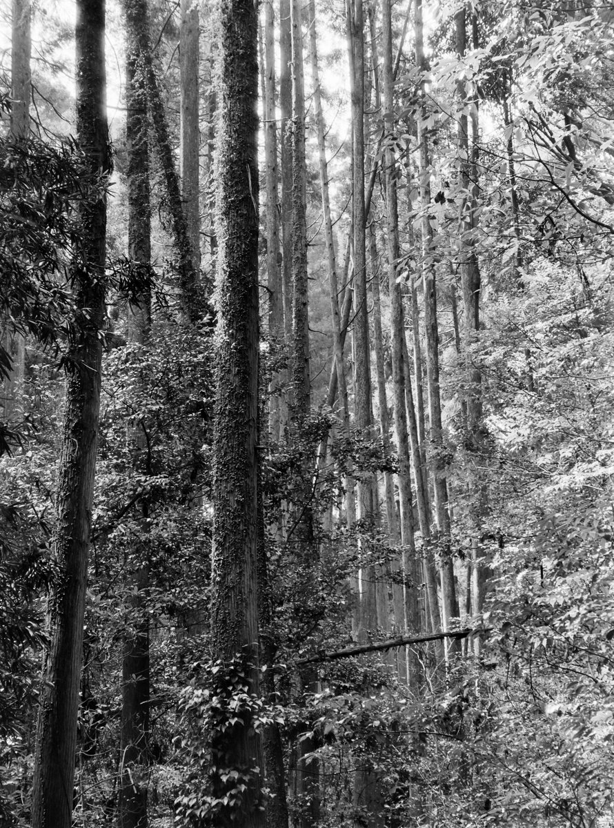 VØNPhoto tweet media