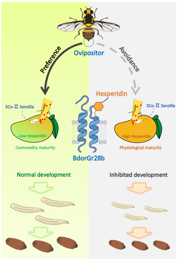 ChinaDaily's tweet image. Chinese scientists have uncovered the mechanism behind a major agricultural #pest's puzzling habit of laying eggs in mangoes at an early ripening stage, a discovery that may lead to smarter pest control strategies. #mango #agriculture bit.ly/4thaaNZ