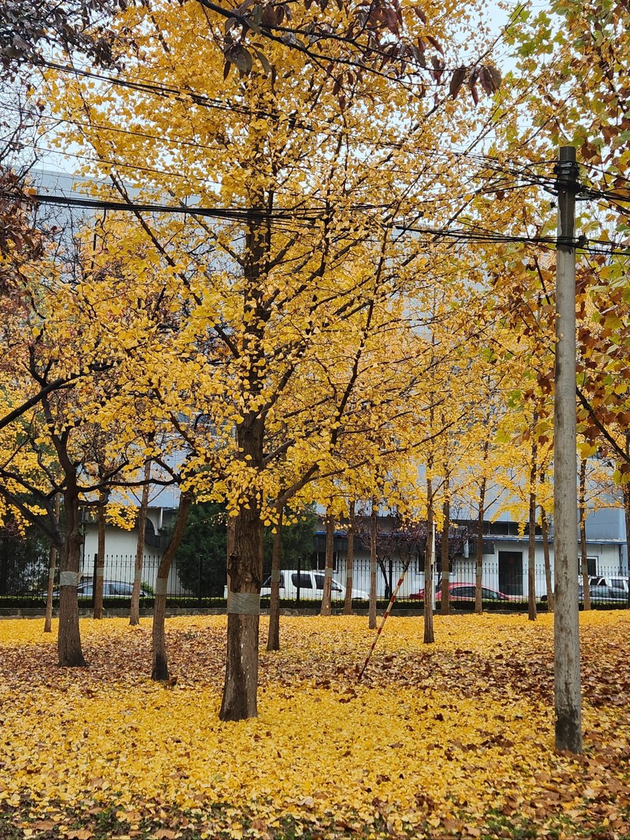 mind_pnc.j tweet media