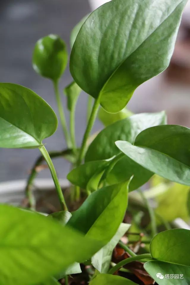 Tropohod tweet media