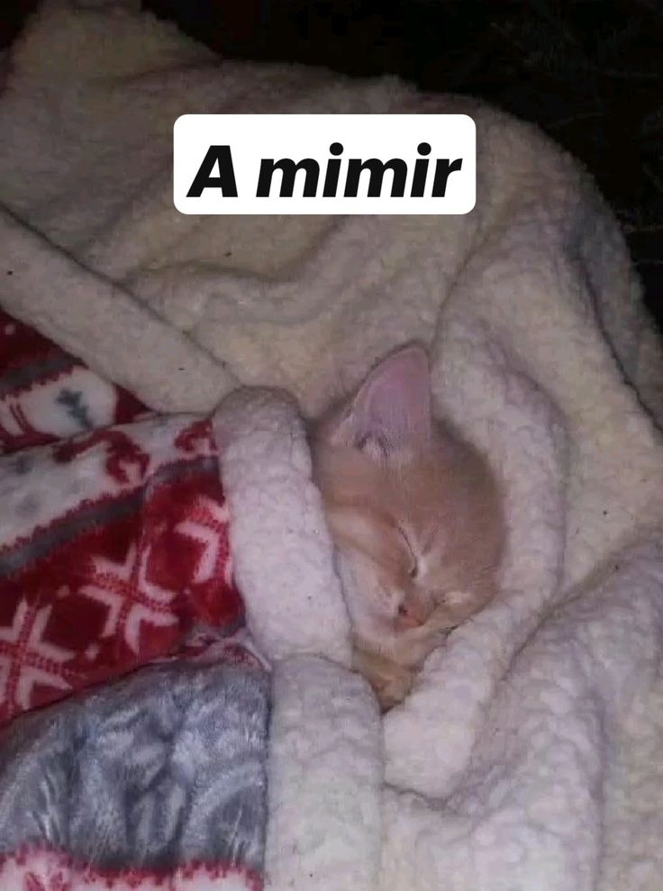 cactouse tweet media