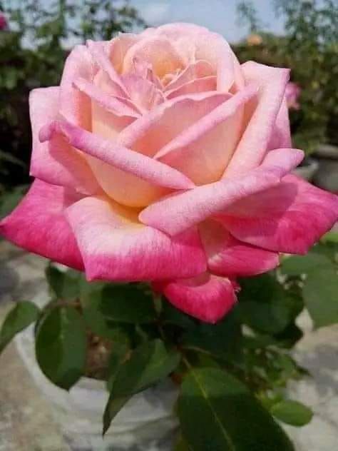 Flower🌹🌹 tweet media