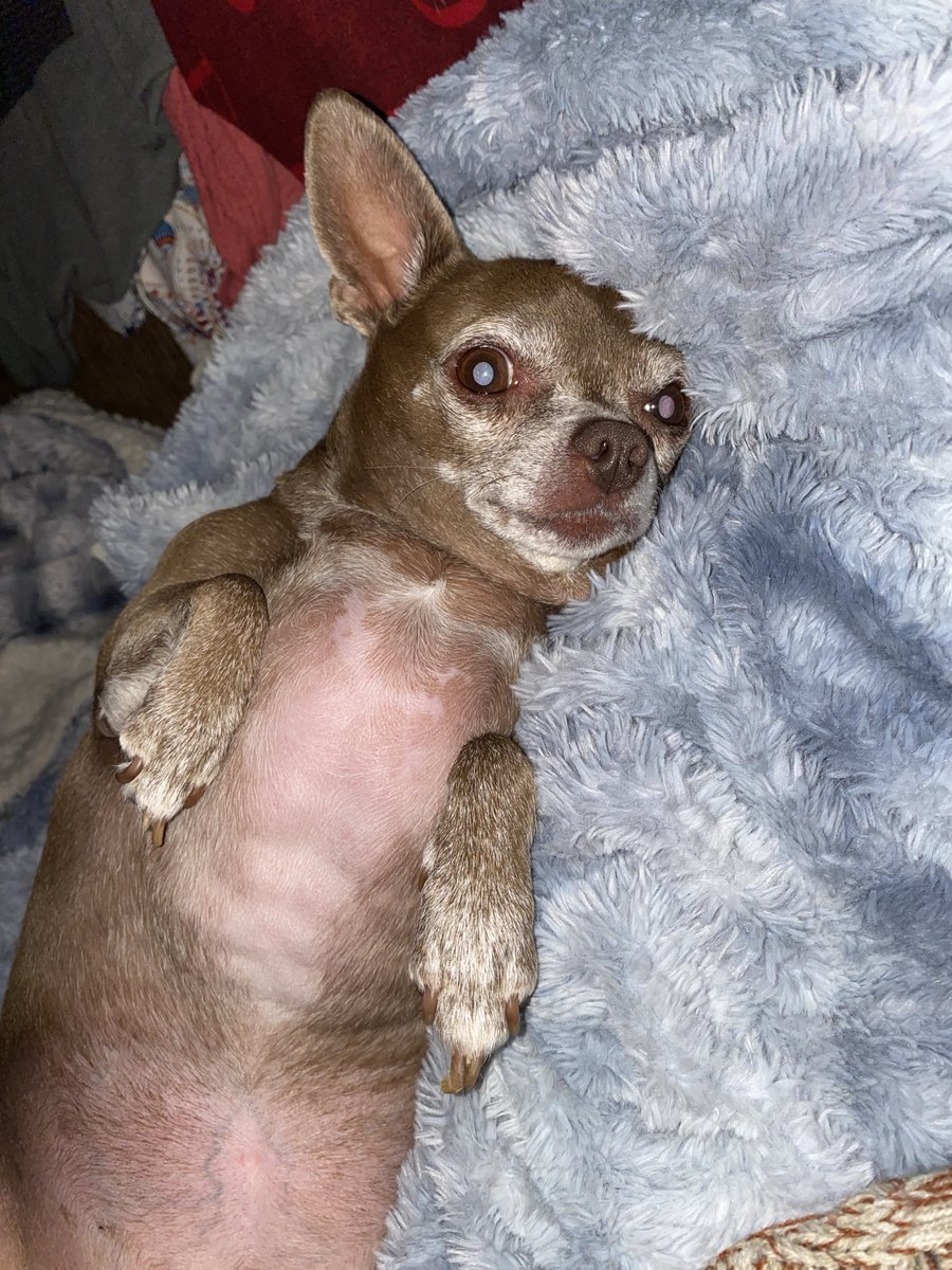 Keaton Belliston tweet media