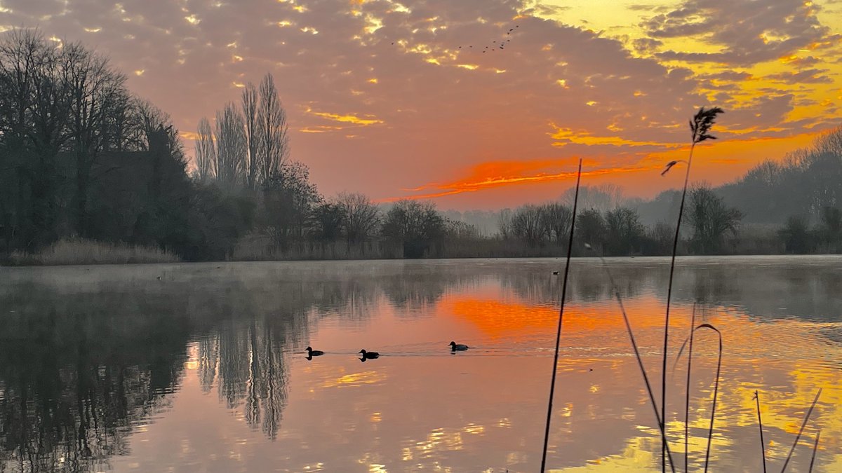 Johan Morren tweet media