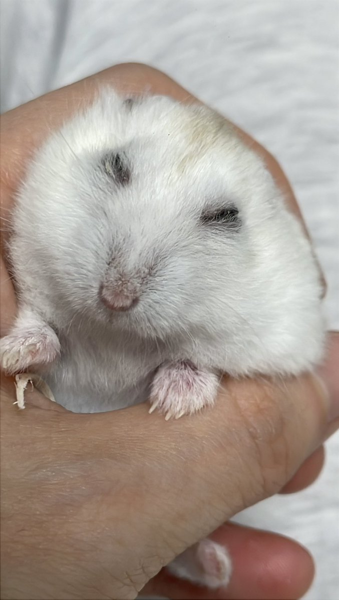 보보는우다다햄 tweet media