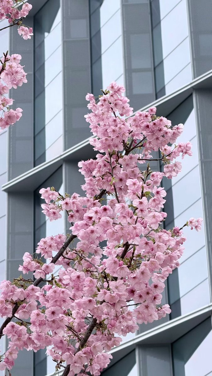 禿道道🐟 tweet media