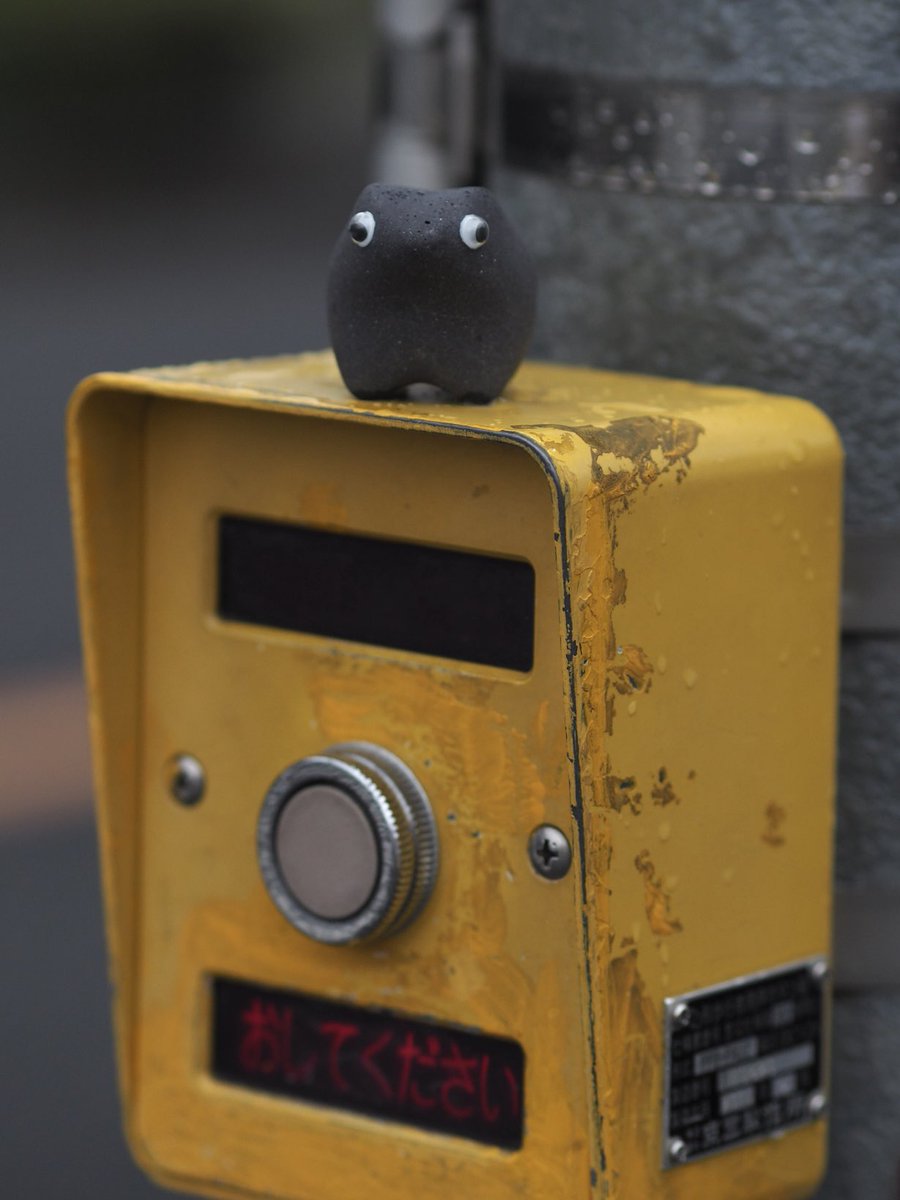 ペブルス / Pebbbles. tweet media