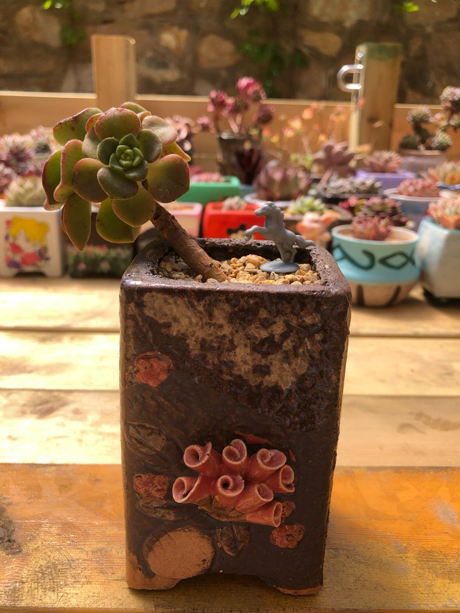 Marija Surrow tweet media