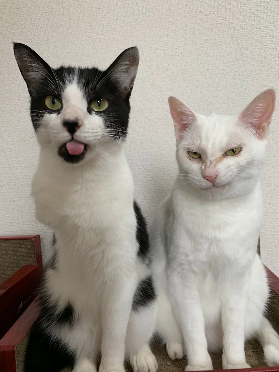 Cats for Happiness. tweet media