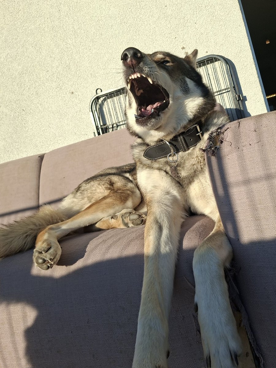 🇨🇭🌲Eric, CEO of the Swiss🌲🇨🇭 tweet media