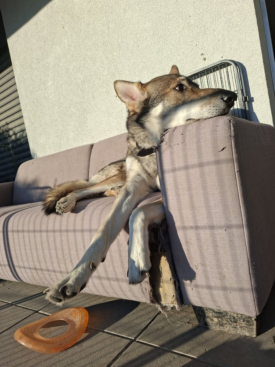 🇨🇭🌲Eric, CEO of the Swiss🌲🇨🇭 tweet media