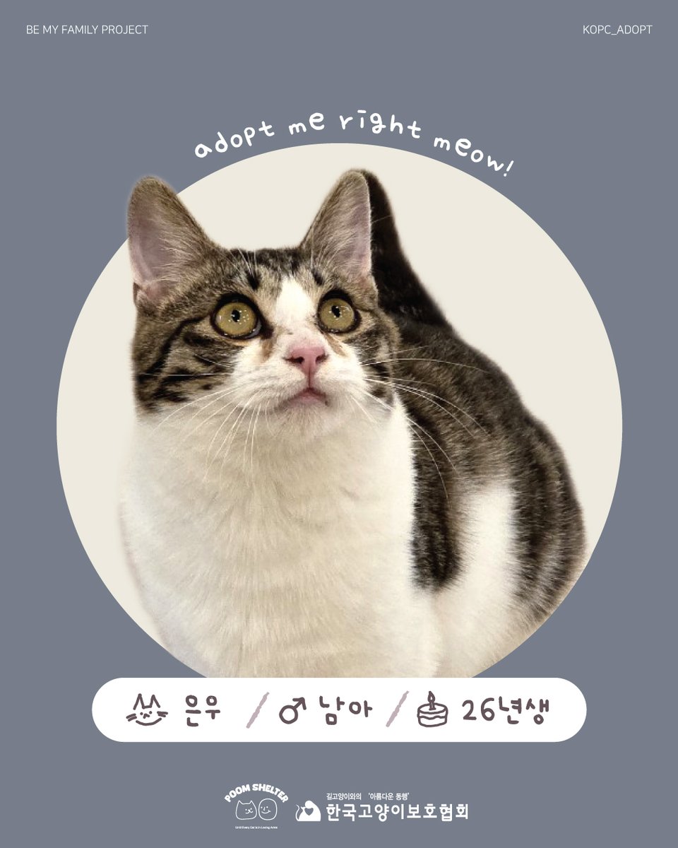 한국고양이보호협회 tweet media