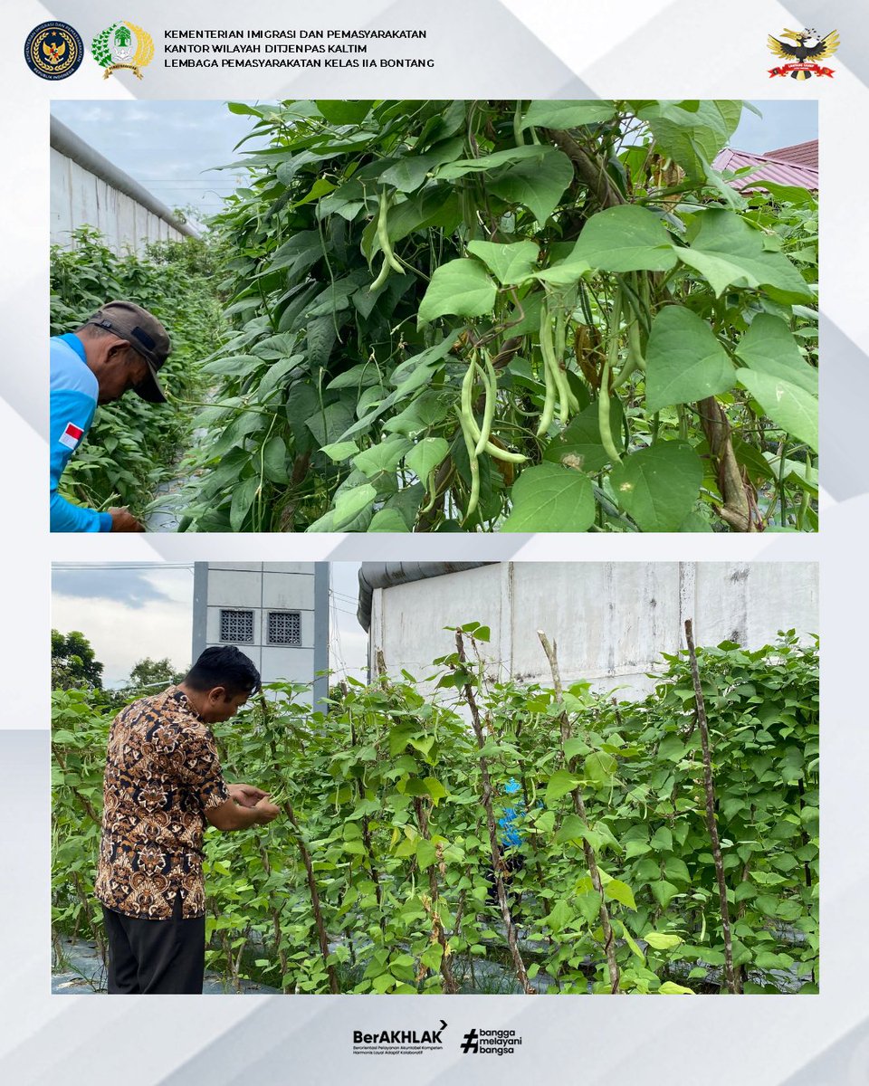 LP_Bontang's tweet image. PANEN KEBUN KETAHANAN PANGAN, KARYA WARGA BINAAN DALAM PEMBINAAN KEMANDIRIAN LAPAS BONTANG

#Kemenimipas
#GuardandGuide
#ImipasPrima
#Ditjenpas
#pemasyarakatan