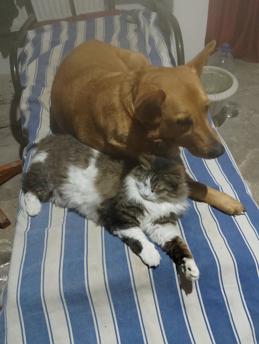 gülsüm atasagungünal tweet media