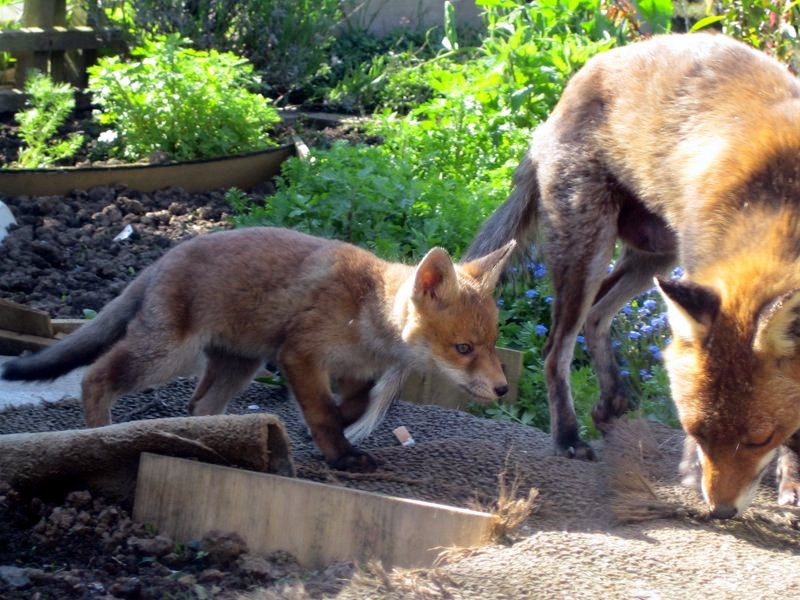 OccasionalFops tweet media