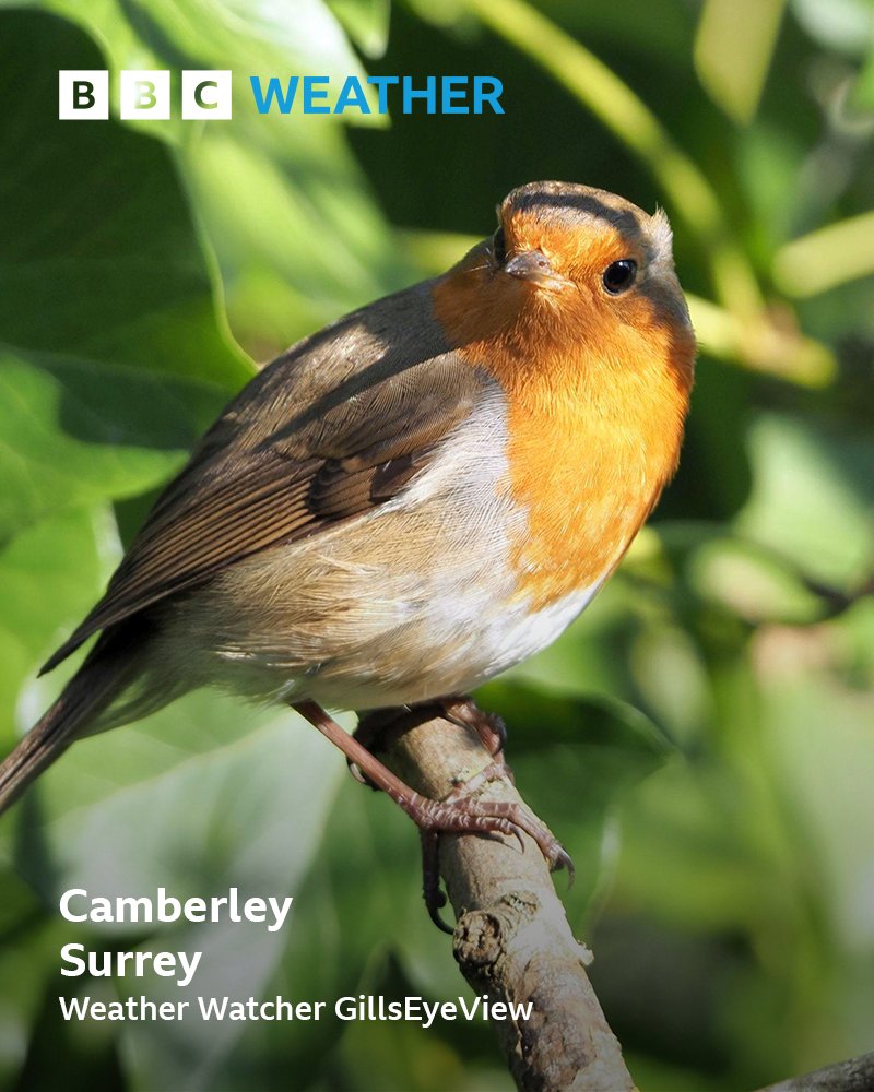 BBC Surrey tweet media