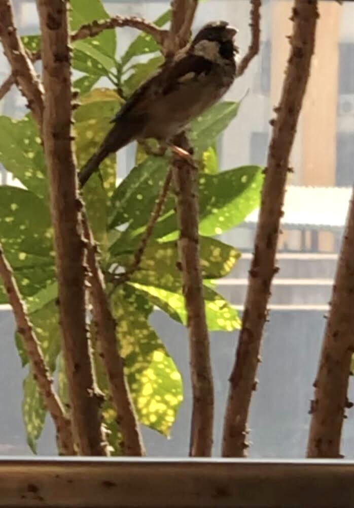 Siddhi Sankalkar tweet media