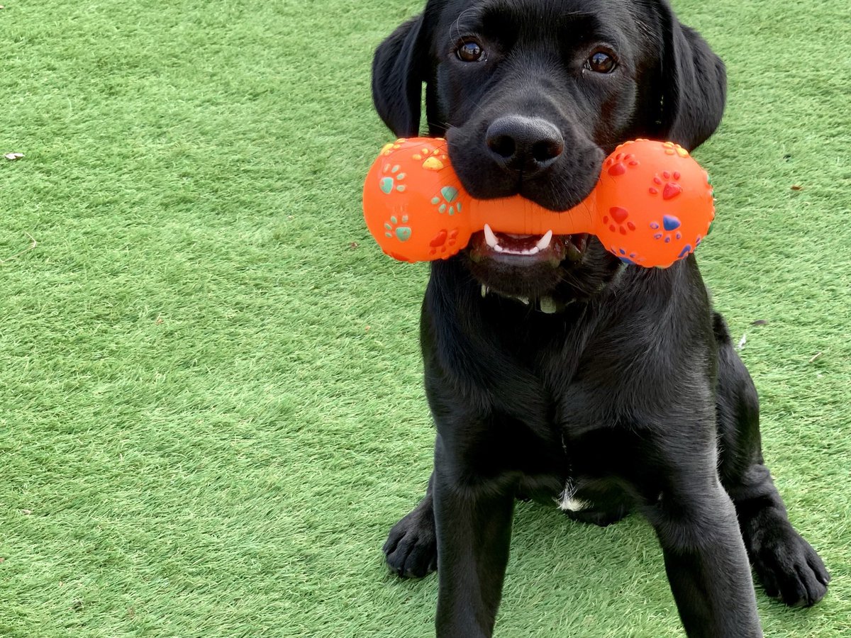 LogieTheDogie tweet media