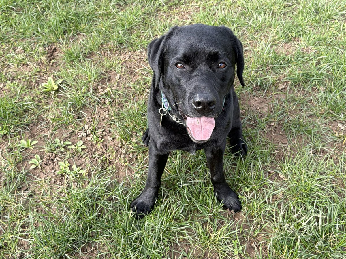 LogieTheDogie tweet media