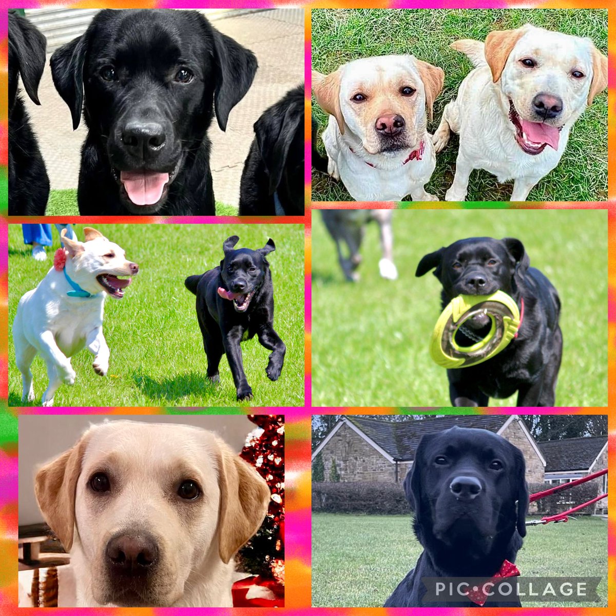 LogieTheDogie tweet media