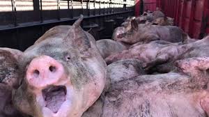 Sharath Prabhu tweet media