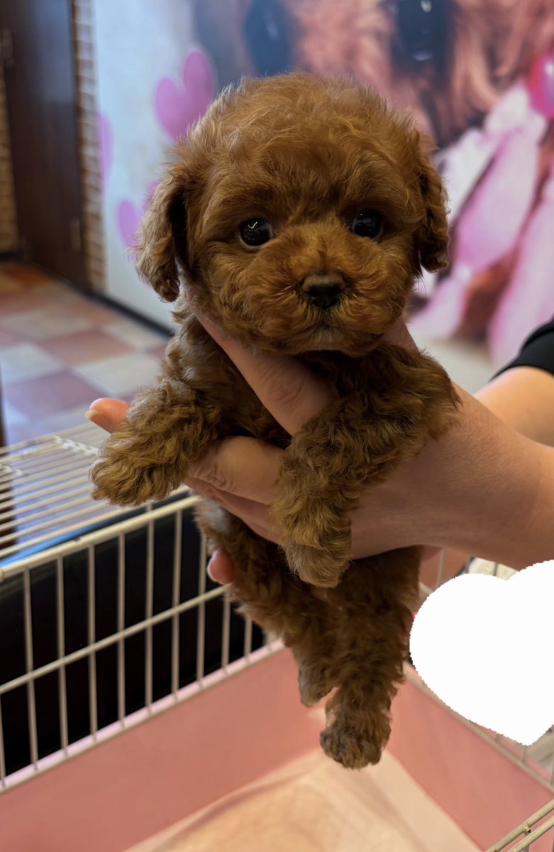 いぬ（腎がんステ4） tweet media