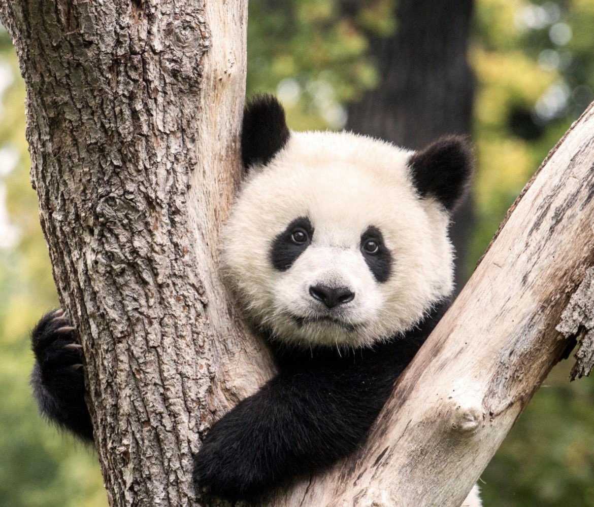G.G.KABA Hier für den Weltfrieden  tweet media