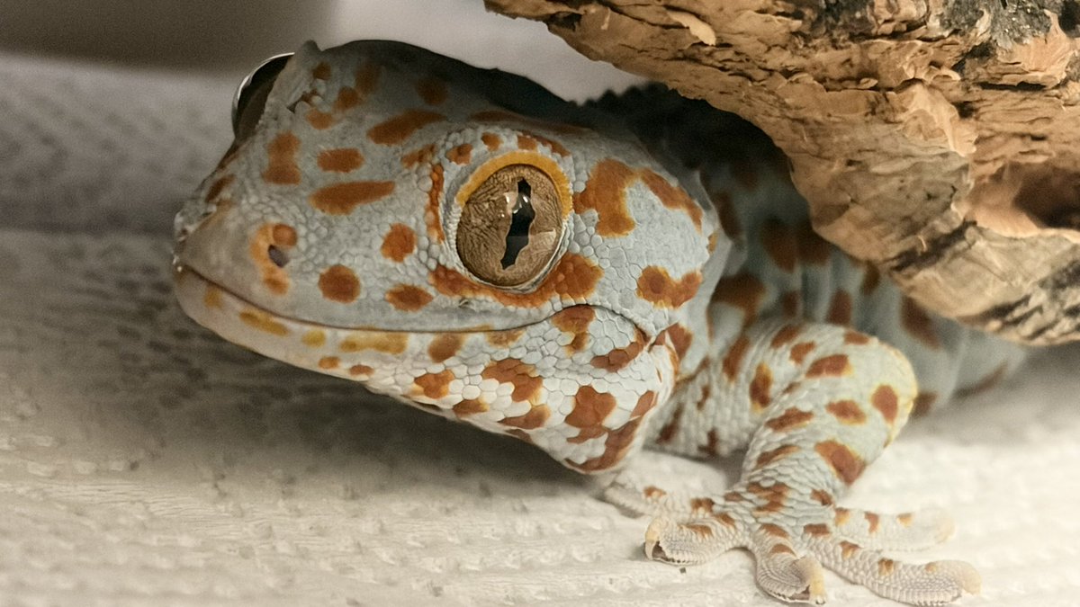 airingo9696's tweet photo. まめちゃん💞
#トッケイヤモリ
#tokaygecko https://t.co/v8M9AACejz
