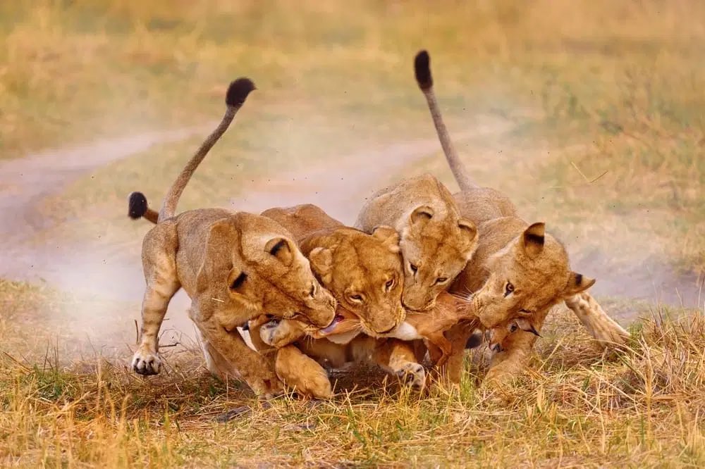 Joel Jenkins tweet media