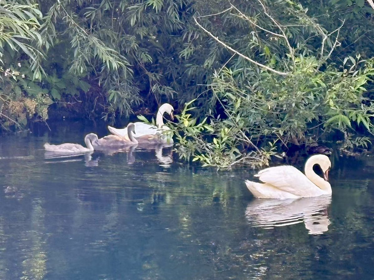 dean steppe tweet media