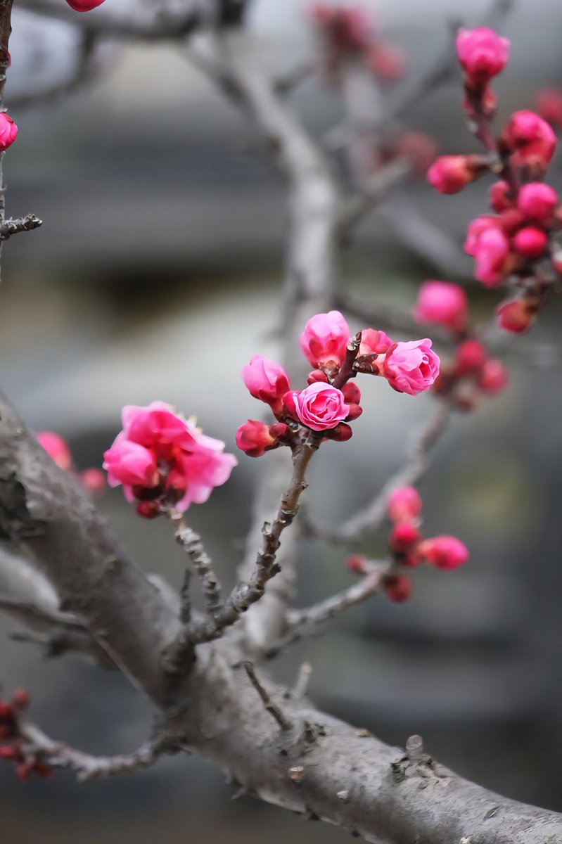 ⚘️🥀🍁⚘️🌷🌼🌻💚🪻💜🩷🧡🩵 tweet media