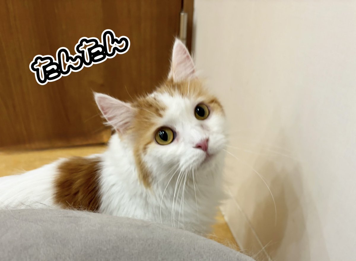 保護猫カフェ鶴橋店【２階】（元・保護猫カフェマンチカン） tweet media