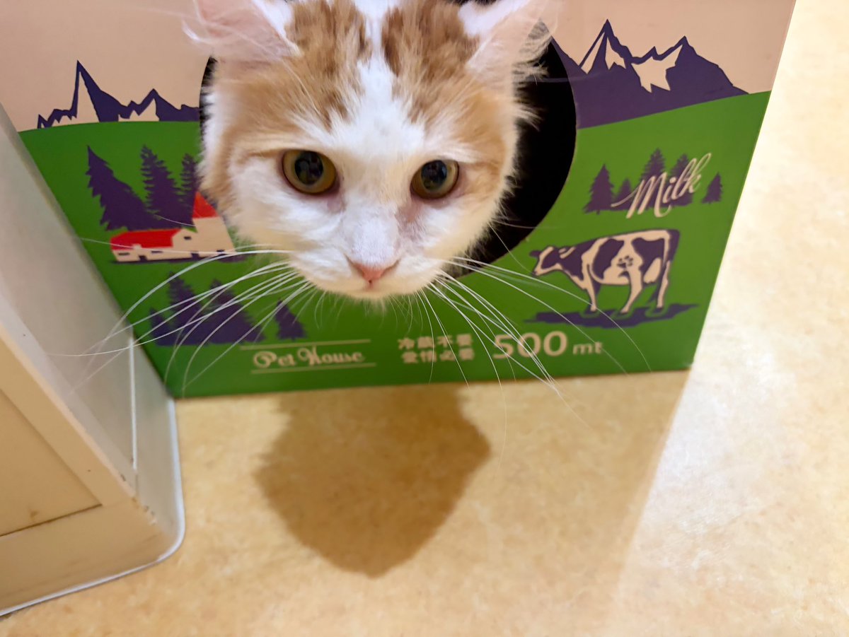 保護猫カフェ鶴橋店【２階】（元・保護猫カフェマンチカン） tweet media