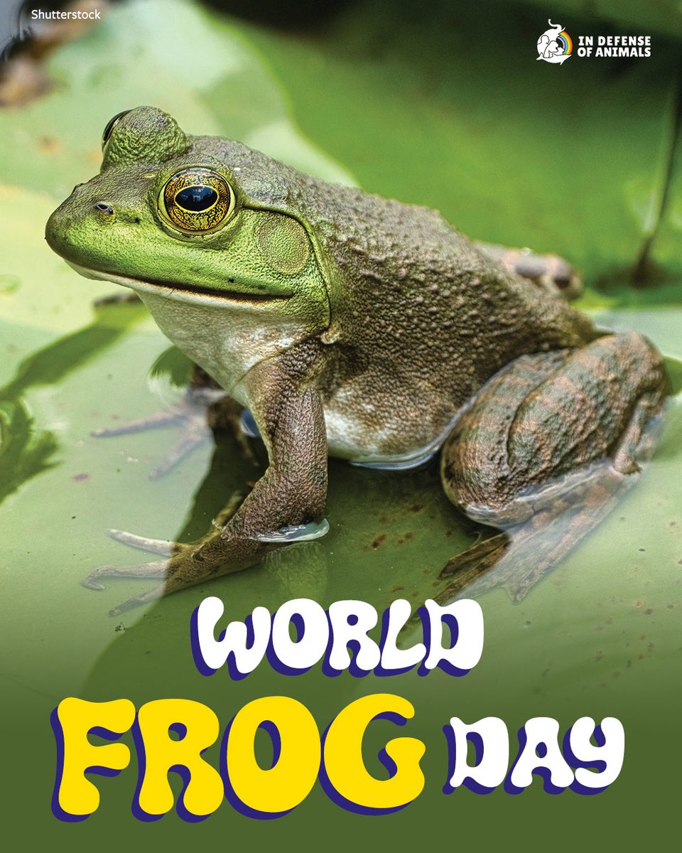 IDAUSA's tweet image. Happy #WorldFrogDay! As #frogs begin their spring migrations, slow down on roads and watch your step. These small travelers face big risks. Over 40% of #amphibians are threatened!
Learn more: bit.ly/40HGjC4
Pls RT &amp;amp; support bit.ly/4t2wYRr