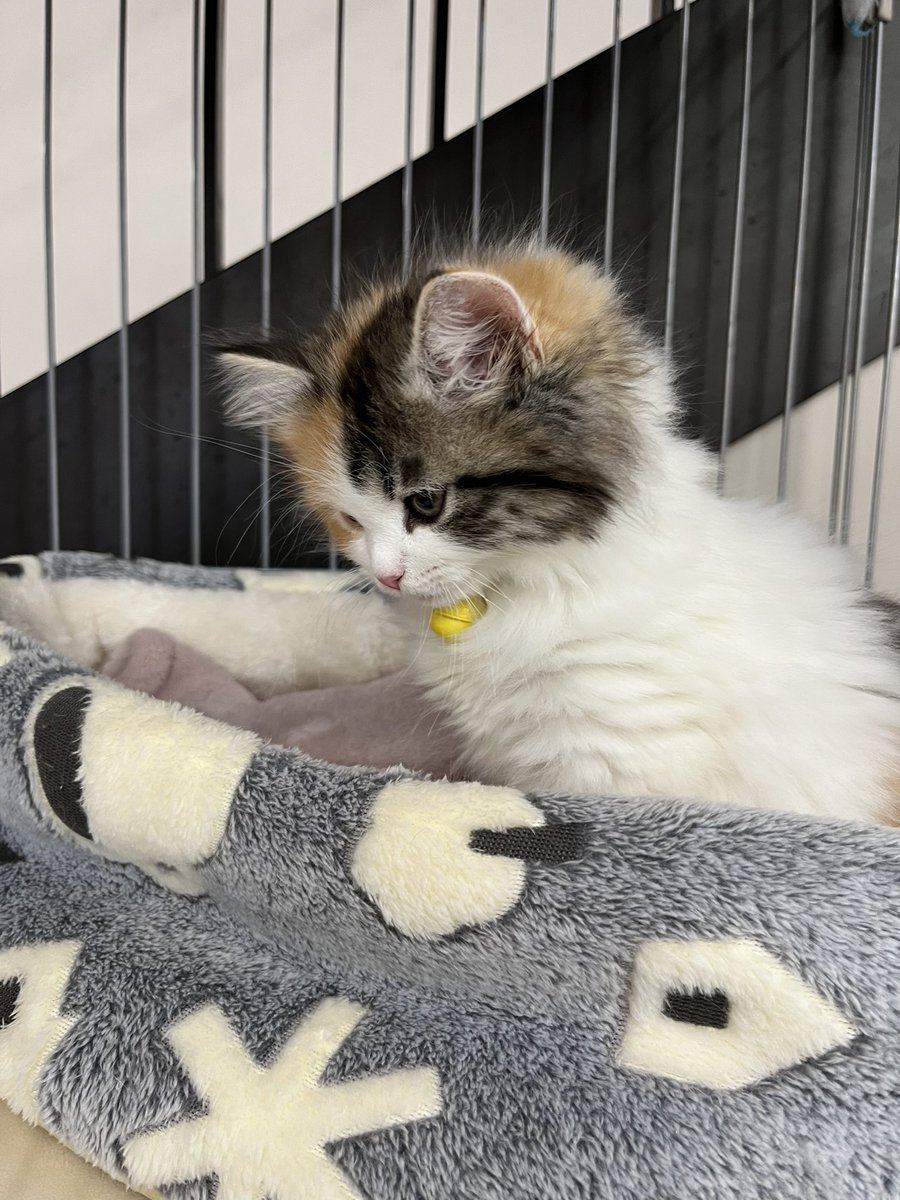 駅長たま tweet media