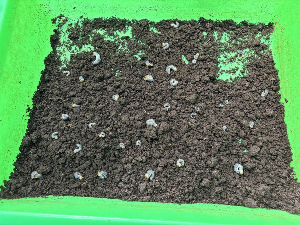 奇虫飼育者 tweet media