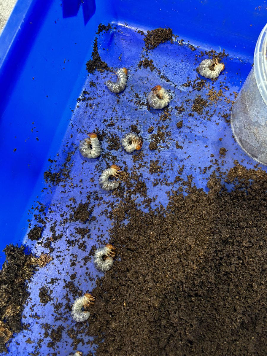 奇虫飼育者 tweet media