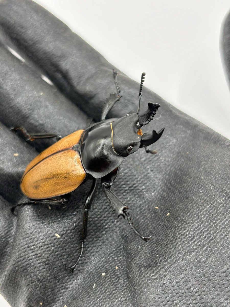 奇虫飼育者 tweet media