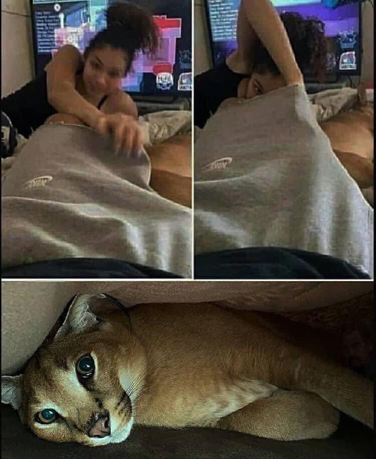 King Floppa II 🇮🇷 tweet media