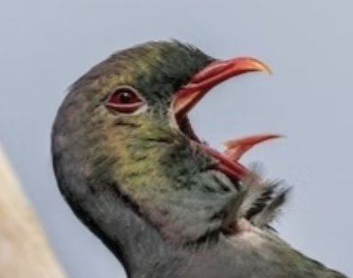 新西兰大肥鸠kererū tweet media