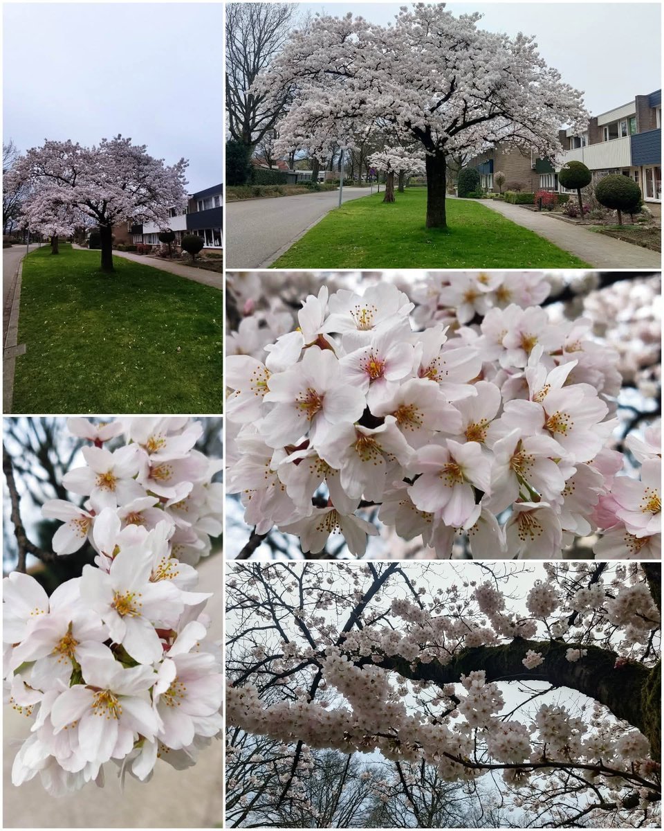 Els Barneveld tweet media