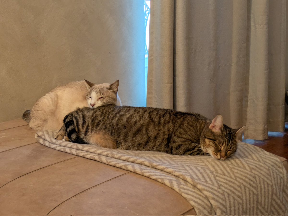 Giancarlo.🐱 🇪🇺🖖 Spunta miao. tweet media