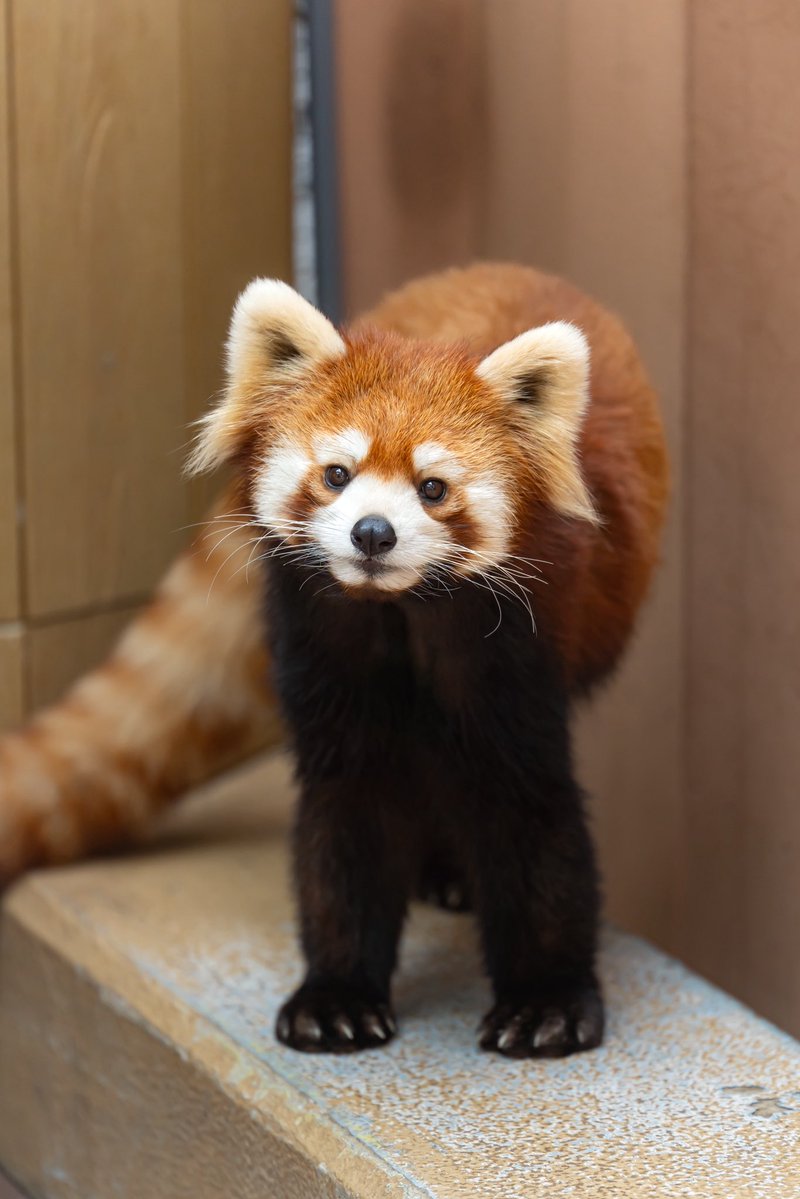 るん🐾 tweet media