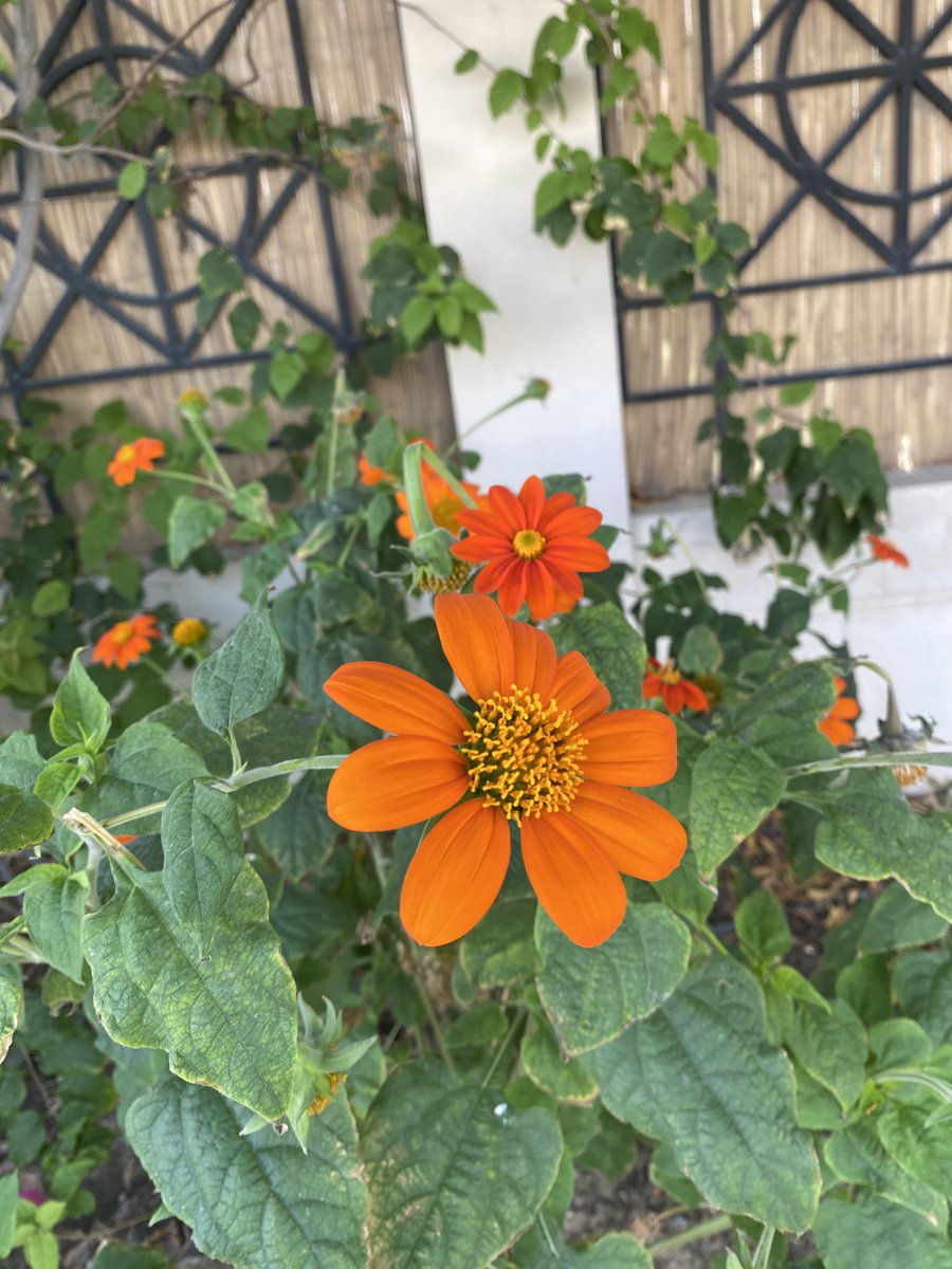 OohShitIt'sHer tweet media